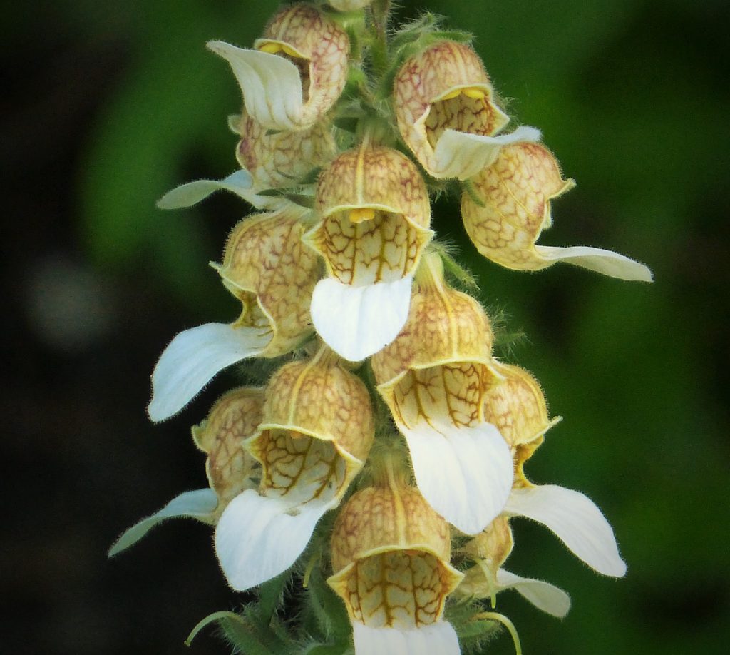 Fiori di Digitalis lanata, pianta da cui viene estratta la digossina